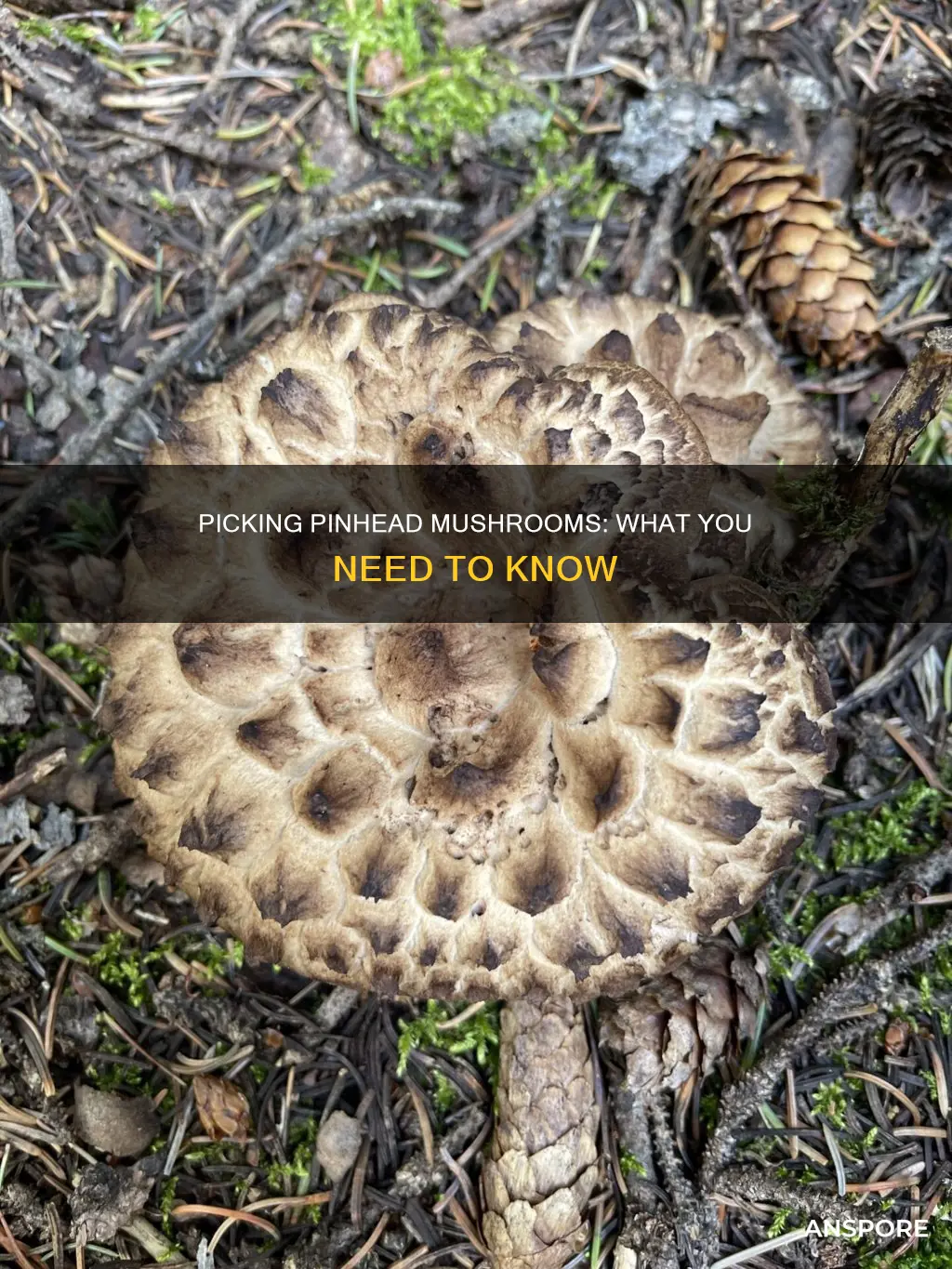 should you pick pinhead mushrooms