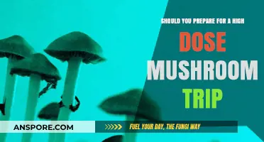 Preparing for a High Dose Mushroom Trip: Risks, Benefits, and Safety Tips