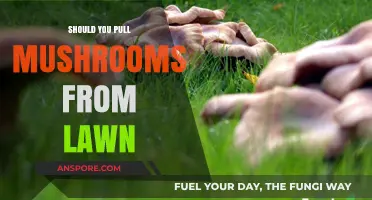 Should You Pull Mushrooms from Your Lawn? Pros, Cons, and Tips