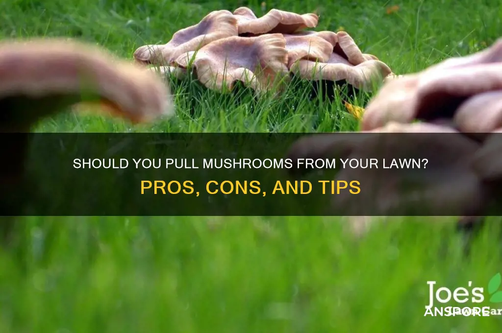 should you pull mushrooms from lawn