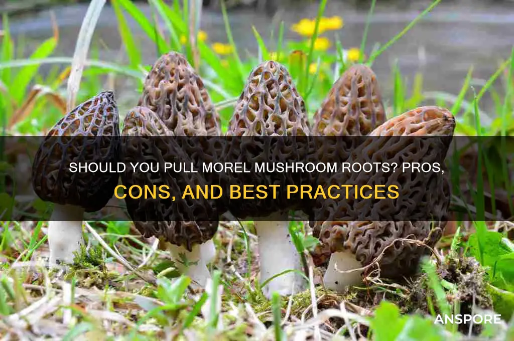 should you pull the root of a morel mushroom