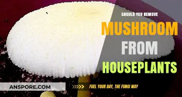 Should You Remove Mushrooms from Houseplants? Pros, Cons, and Tips