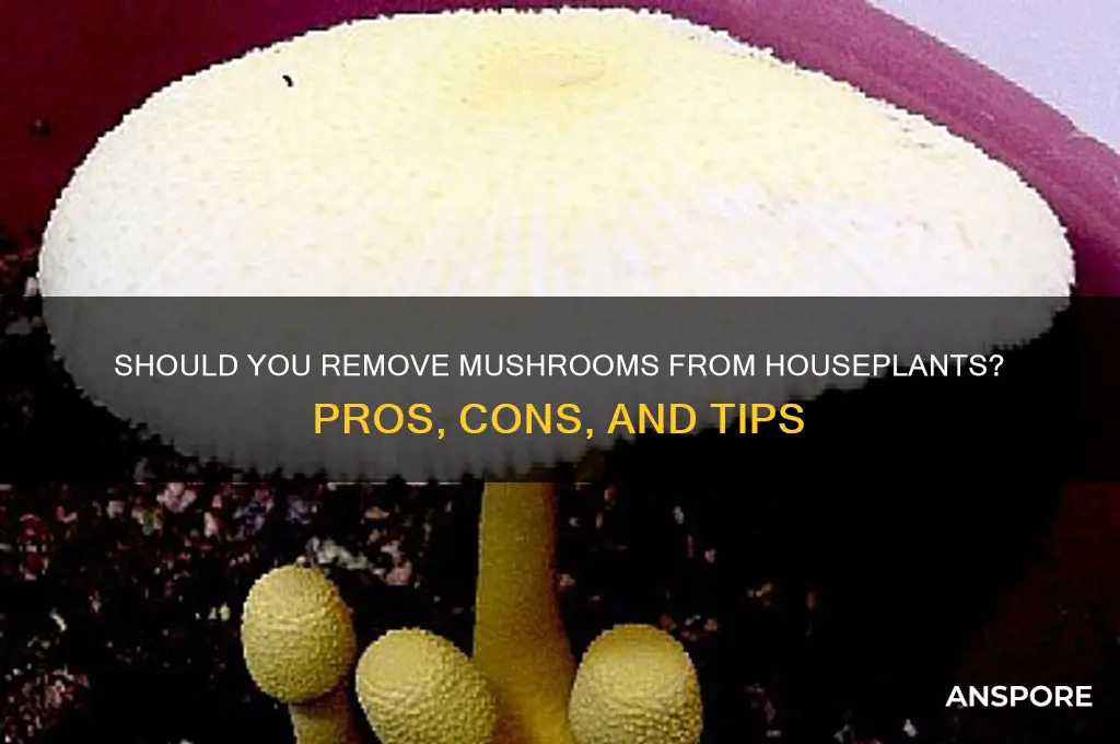 should you remove mushroom from houseplants
