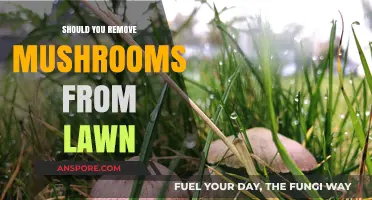 Should You Remove Mushrooms from Your Lawn? Pros and Cons