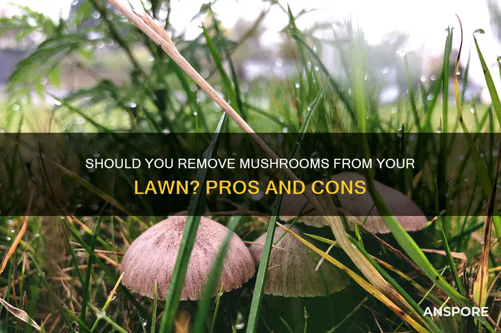 should you remove mushrooms from lawn