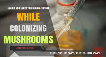Should You Shake Liquid Culture for Mushroom Colonization? Pros and Cons