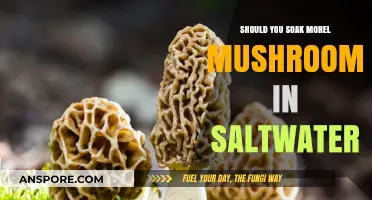 Should You Soak Morel Mushrooms in Saltwater? Pros and Cons