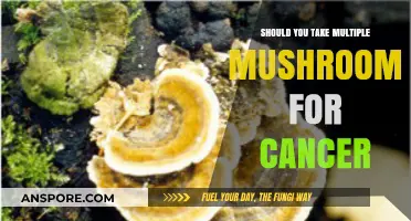 Exploring the Potential of Combining Mushrooms in Cancer Treatment