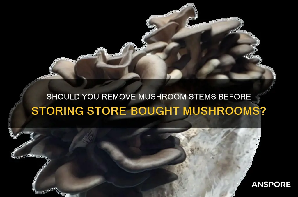 should you take the stem off mushrooms to store bought