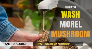 Should You Wash Morel Mushrooms? Tips for Cleaning Safely