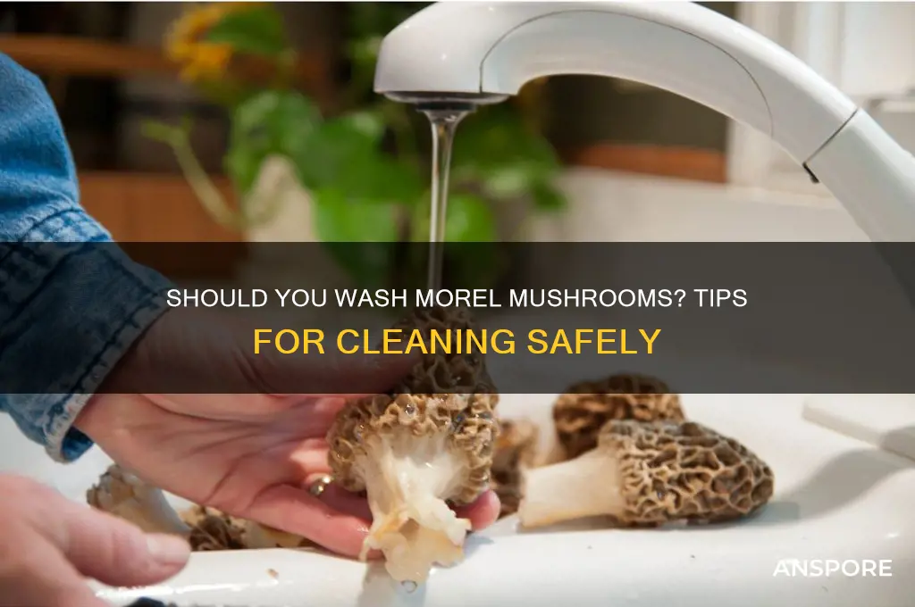 should you wash morel mushrooms