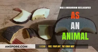 Mushroom Reclassified as Animal: Unraveling the Surprising Scientific Discovery