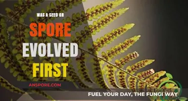 Seeds vs. Spores: Unraveling the Evolution of Early Plant Reproduction