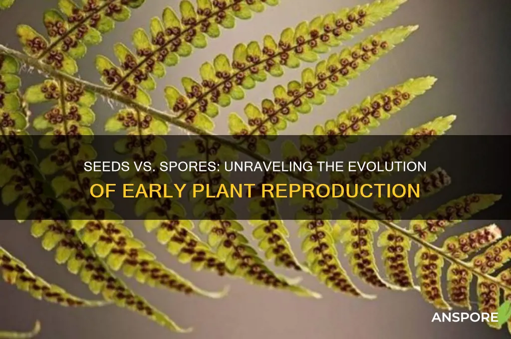 was a seed or spore evolved first