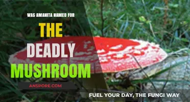 Amanita's Deadly Legacy: Unraveling the Mushroom's Name Origin