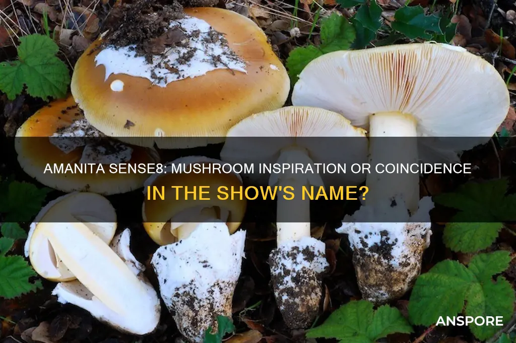 was amanita sense8 named for the mushroom