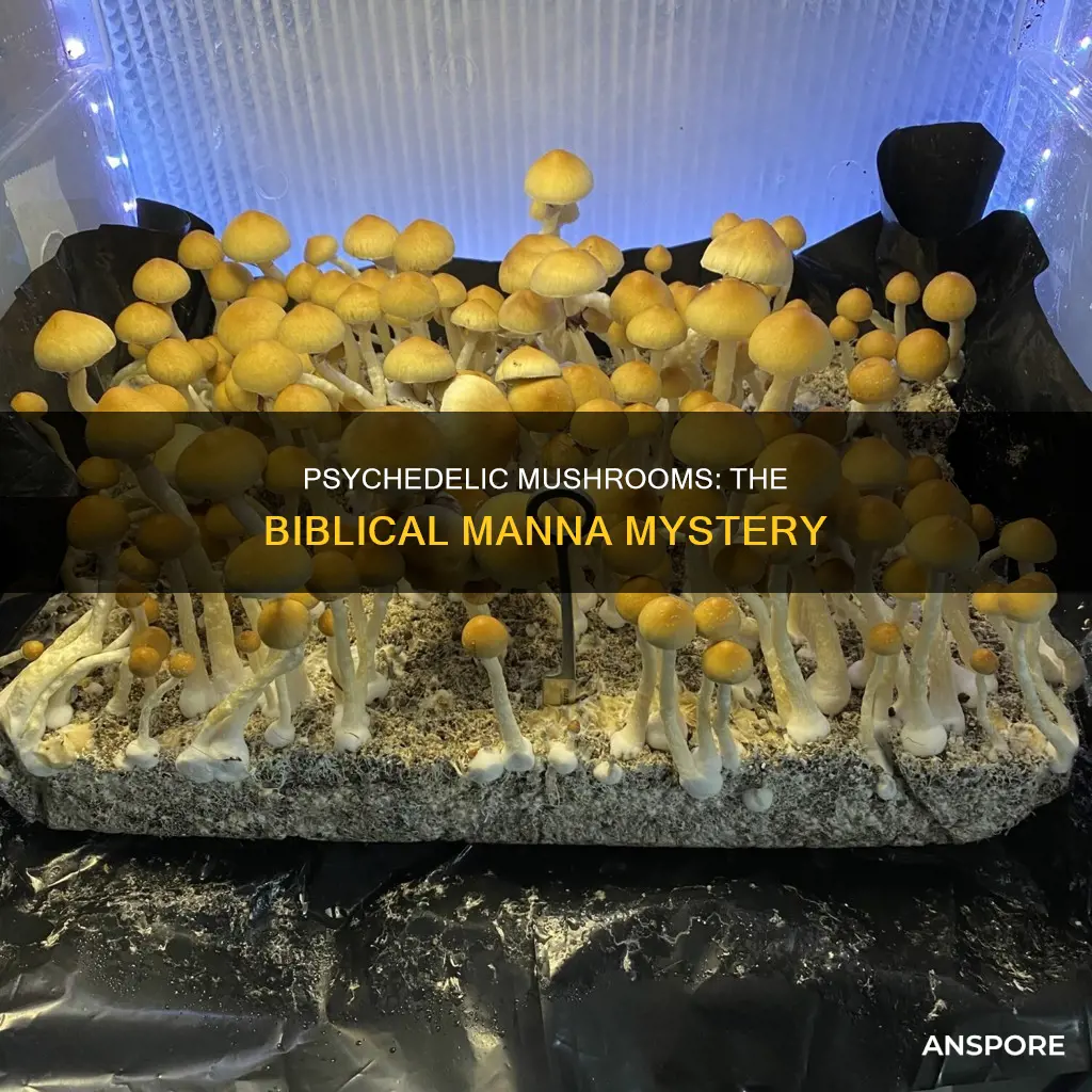 was manna actually psychedelic mushrooms