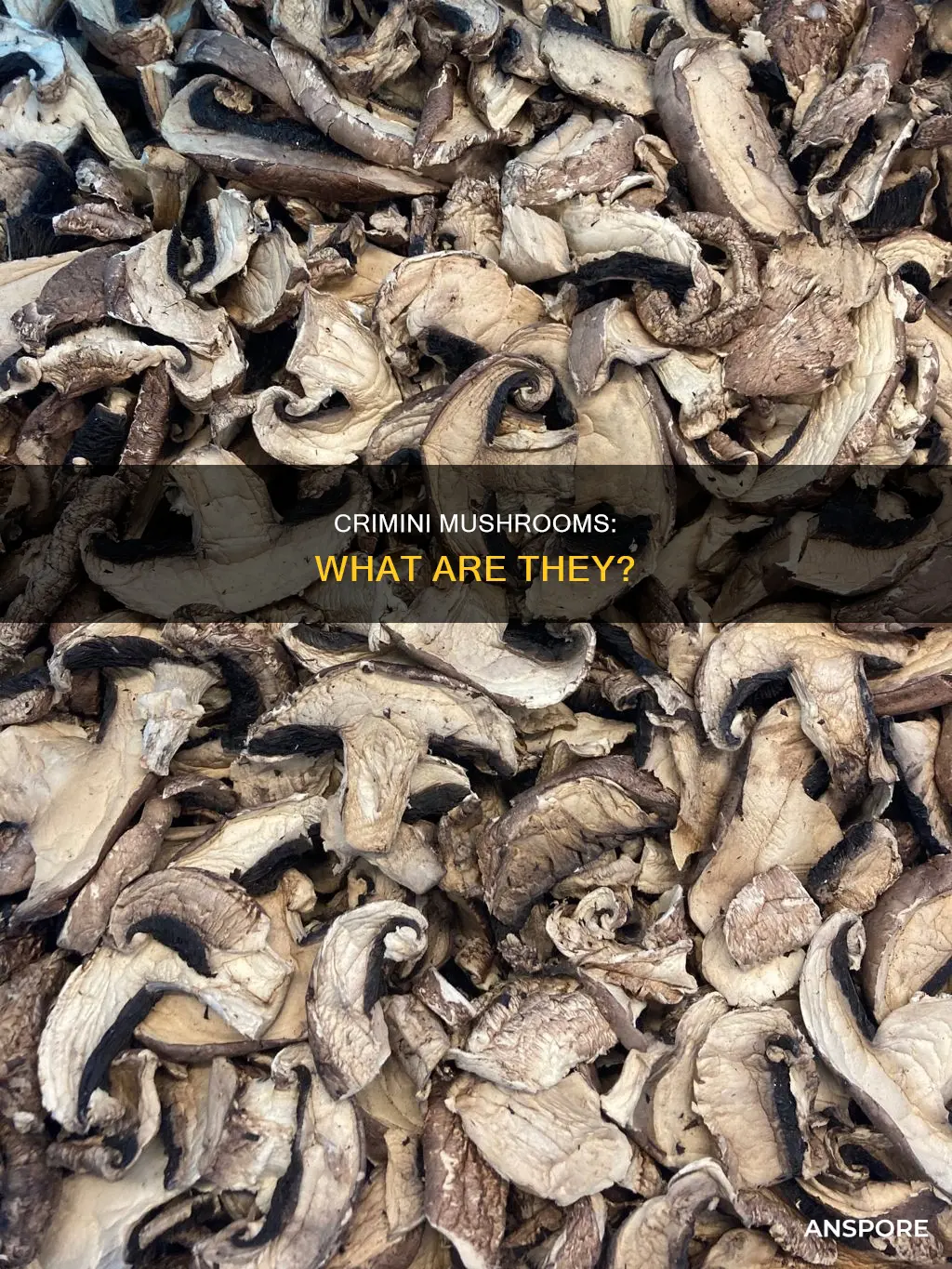 was sind crimini mushrooms