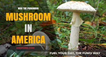 America's Deadly Fungi: Uncovering the Poisonous Mushroom Threat