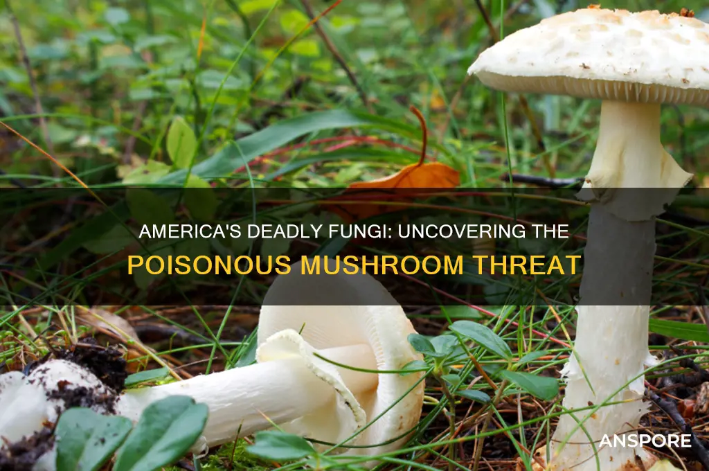 was the poisonous mushroom in america