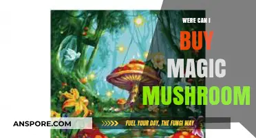 Where to Buy Magic Mushrooms: A Comprehensive Guide for Beginners