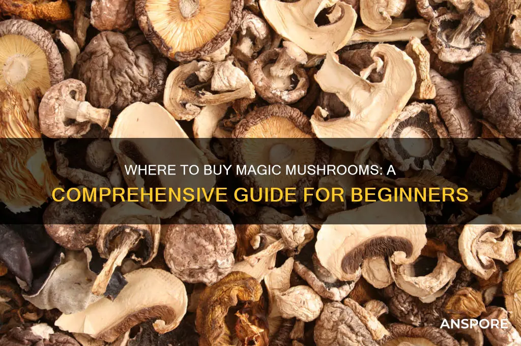 were can i buy magic mushrooms
