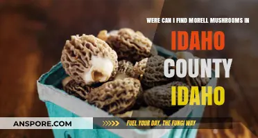 Discovering Morels in Idaho County: Top Spots and Hunting Tips