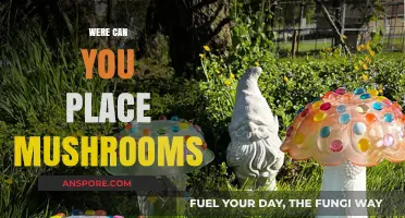 Creative Spots to Place Mushrooms in Your Home and Garden
