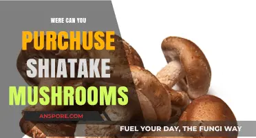 Where to Buy Shiitake Mushrooms: Top Retailers and Online Sources