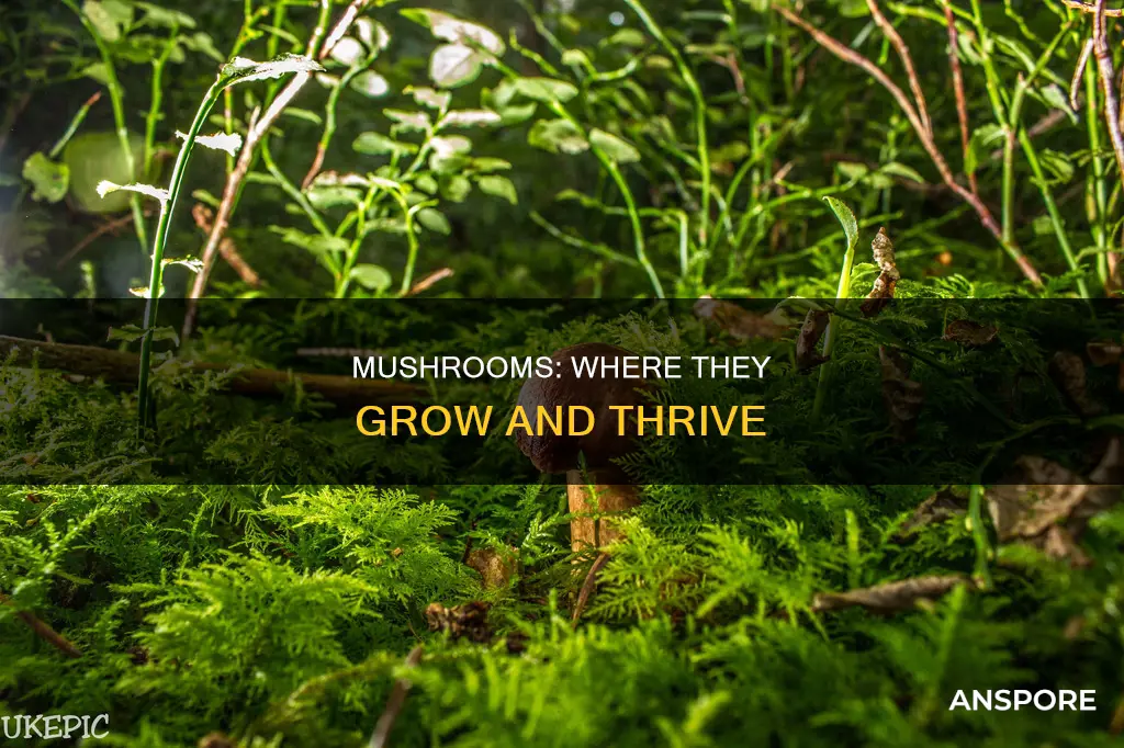 were could mushrooms be found