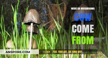 Unveiling the Origins of Mushrooms Grown in Cow Manure
