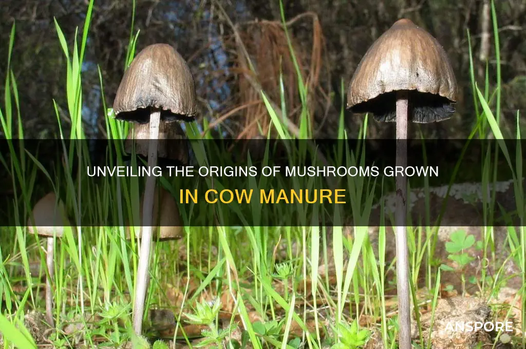 were do mushrooms cow come from