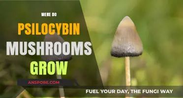 Where Do Psilocybin Mushrooms Grow: Natural Habitats Explained