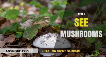 Mushrooms: Where and How They Grow