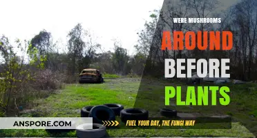 Mushrooms: The Ancient Precursor to Plants?