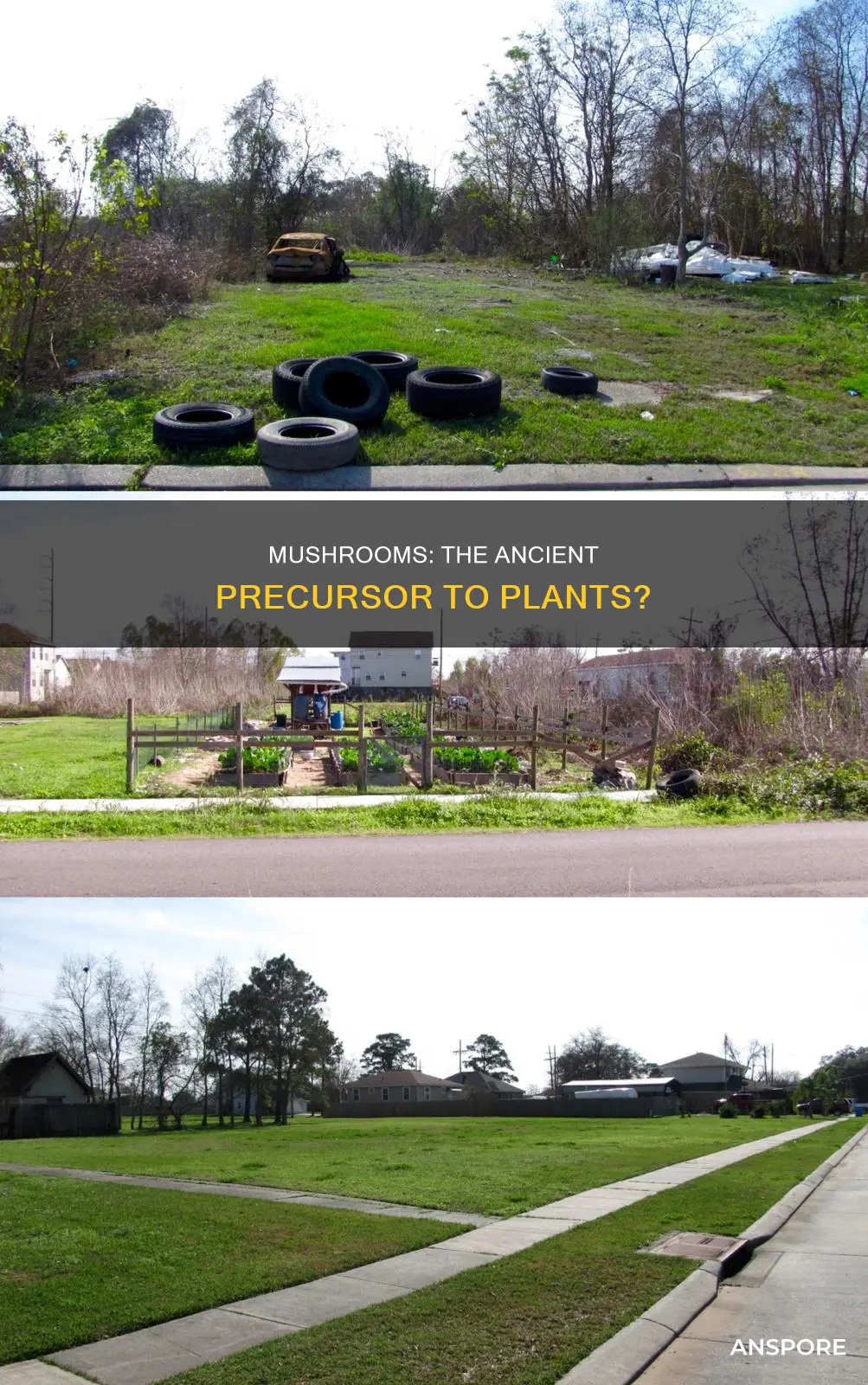 were mushrooms around before plants