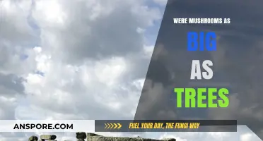 Gigantic Prehistoric Mushrooms: Were They Once Tree-Sized Giants?