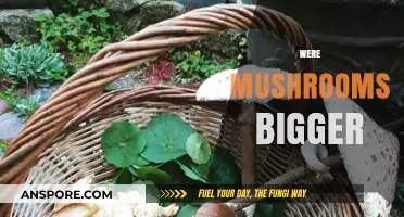 Mushroom Mystery: Were They Once Bigger?