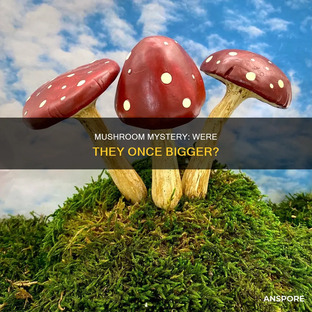 were mushrooms bigger