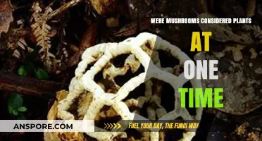 Were Mushrooms Once Classified as Plants? Unraveling the Historical Misconception