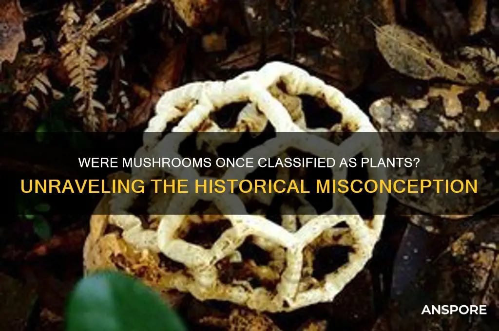were mushrooms considered plants at one time