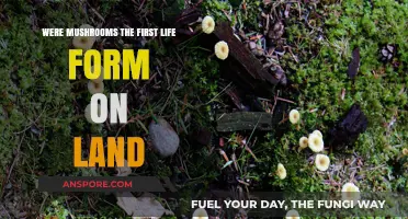 Mushrooms: Earth's Pioneering Life Form on Land?