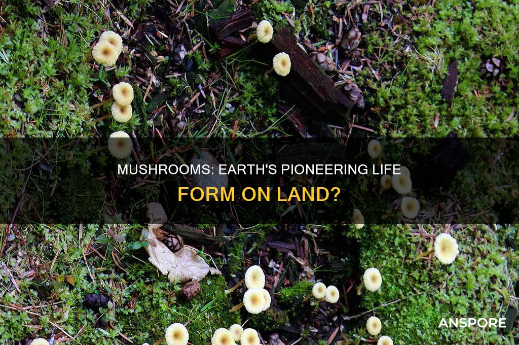were mushrooms the first life form on land