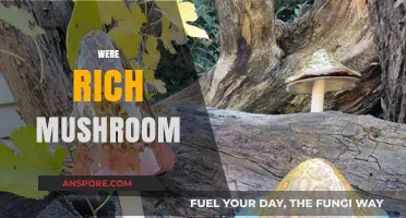 Mushroom's Rich Secrets: Unveiling Nature's Wealth