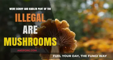 Schiff, Nadler, and the Mushroom Mystery: Legal or Illegal?