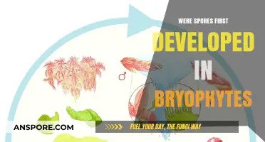 Bryophytes and the Evolution of Spores: Uncovering the Origins