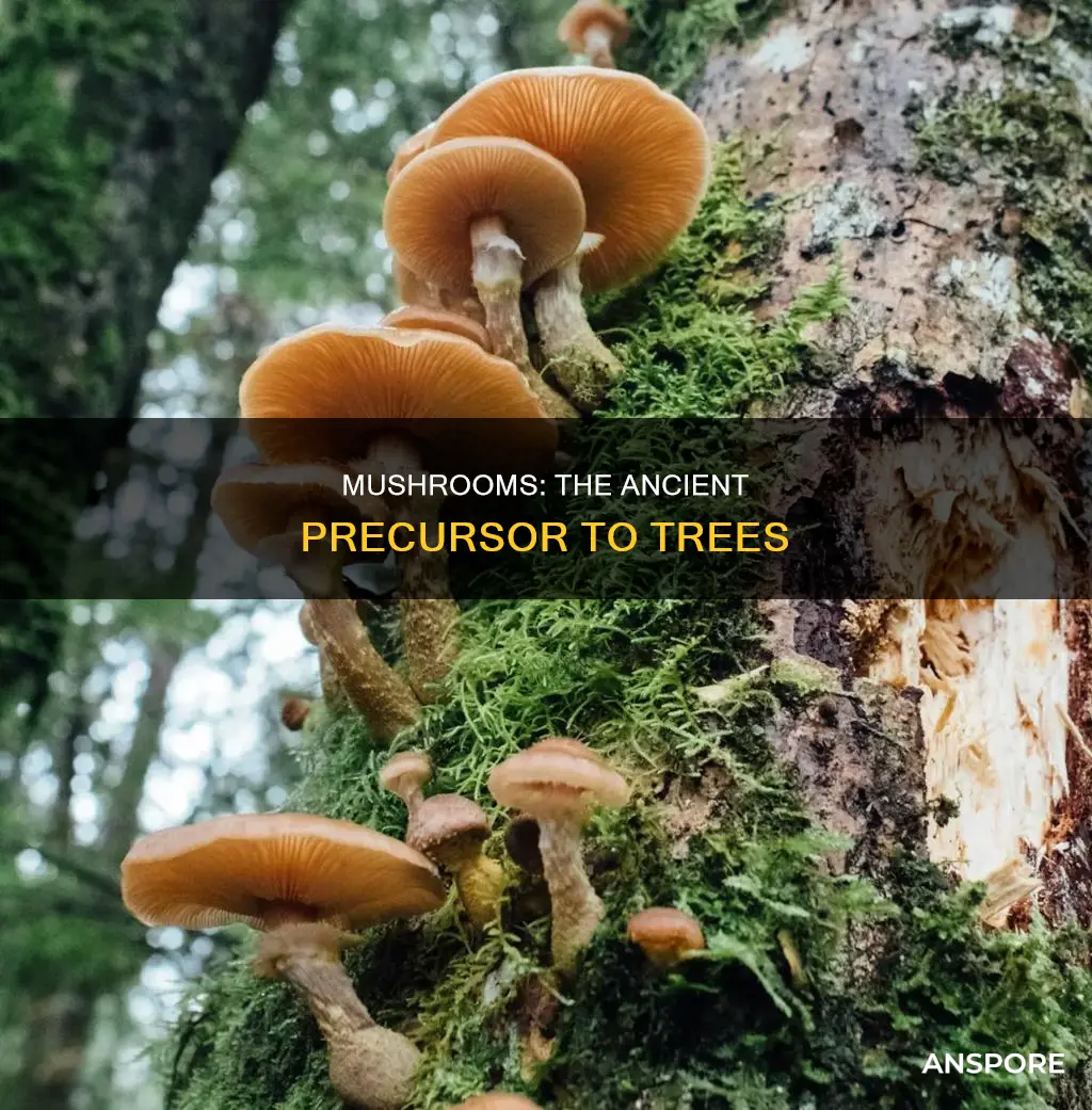 were there mushrooms before trees