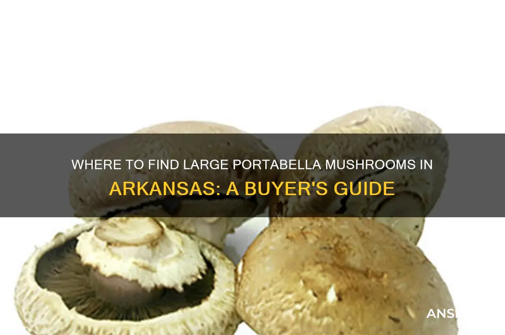 were to buy large portabella mushrooms in ar
