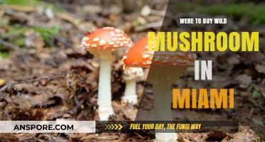 Discover Miami's Best Spots to Buy Fresh Wild Mushrooms