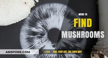 Discovering Hidden Treasures: Best Spots to Find Wild Mushrooms